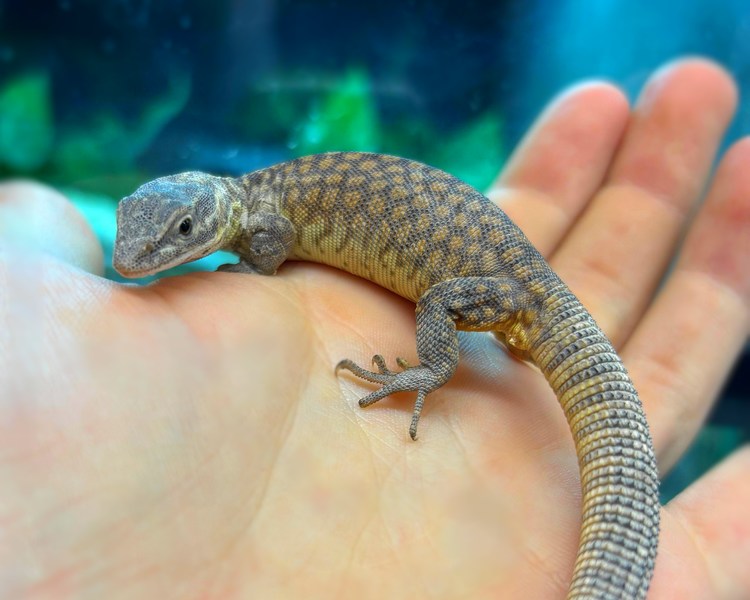 Ackie Monitor - Juvenile